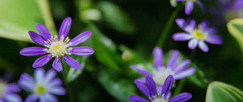 Photograph of purple flowers