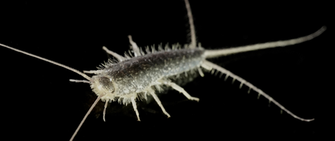 close up photograph of a silverfish on a completely black background