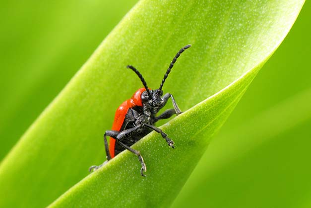 Close up photograph of a black and red beetle on a leaf