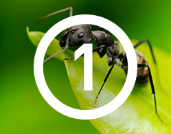 Illustration of an ant on a leaf with an overlay of the number 1 with a circle around it