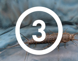 Close up photograph of an earwig with an overlay of the number three with a circle around it