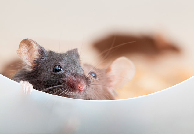 Close up photograph of mice in a bowl