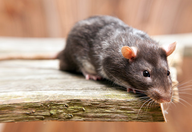 Close up photograph of a rat on a plank of wood