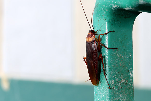 Close up photograph of a cockroach on the leg of a metal object
