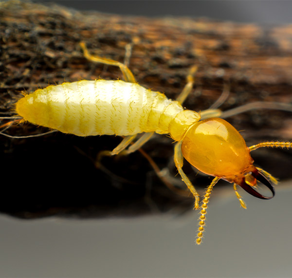 Close up photograph of a very yellow and transparent seeming termite on wood looking for food during the holiday season.