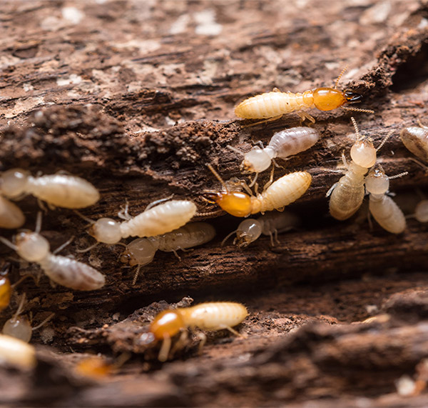 Close up photograph of multiple white-colored termites crawling on wood
