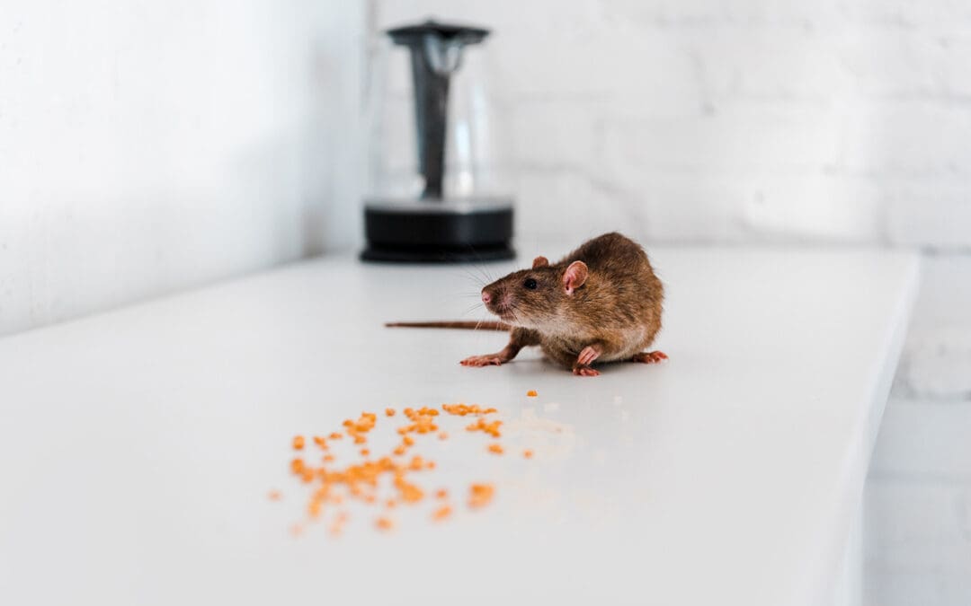 3 Tips for Preventing Rodent Infestations in your Home