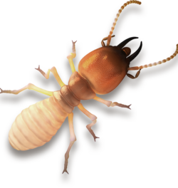Knockout-Pest-Control-termite-transparent@2x