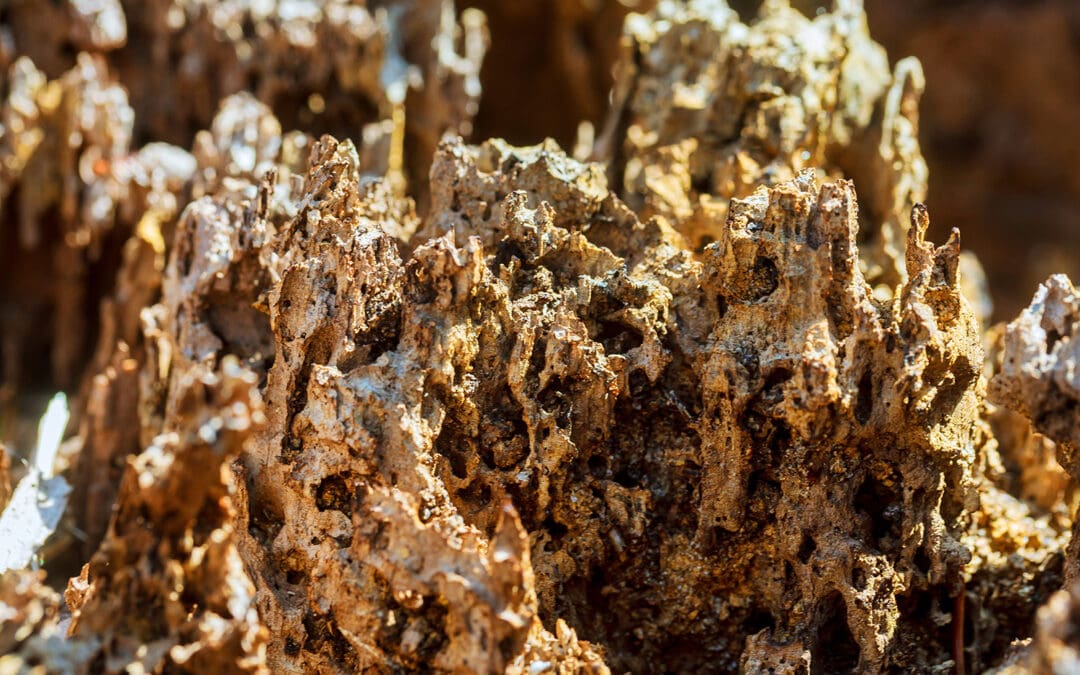 The Different Options for Treating a Termite Infestation