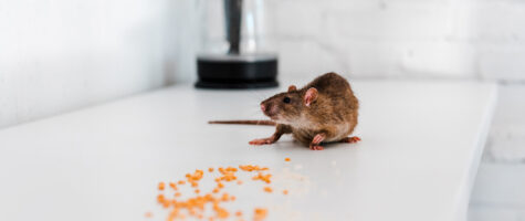 Knockout pest control rodent control - image of a rodent on a home countertop