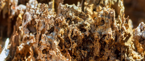 Rotting wood due to a termite infestation