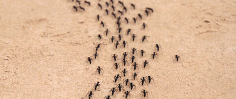 Photo of ants, a common spring pest, marching in a line