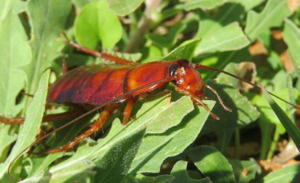 American Cockroach | Palmetto Bug