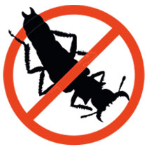 Eliminate earwigs