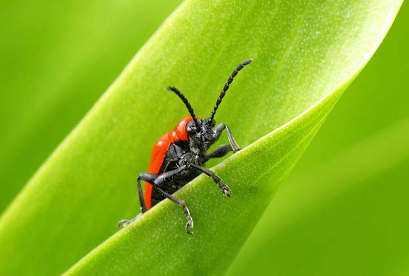 local, family-owned, veteran-owned pest control in Jacksonville