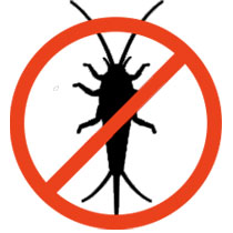 Get rid of silverfish bugs