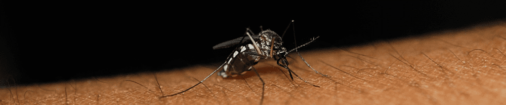 How to Minimize the Mosquito Nuisance this Summer