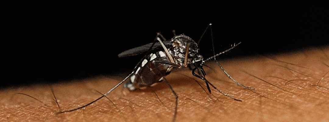 How to Minimize the Mosquito Nuisance this Summer