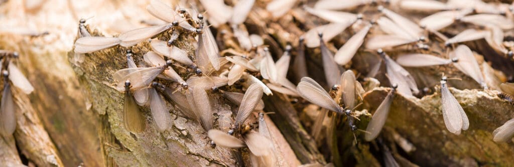 All About Termite Swarm Season in Florida