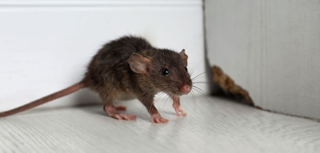 Tackling Rodent Problems in Jacksonville as Weather Gets Cooler