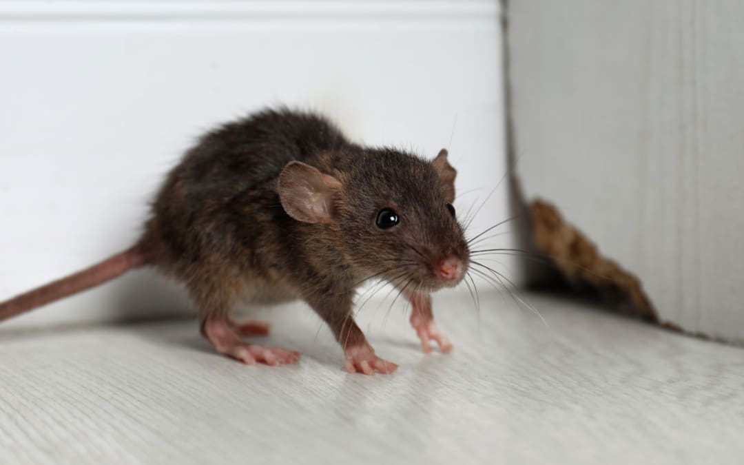 Tackling Rodent Problems in Jacksonville as Weather Gets Cooler