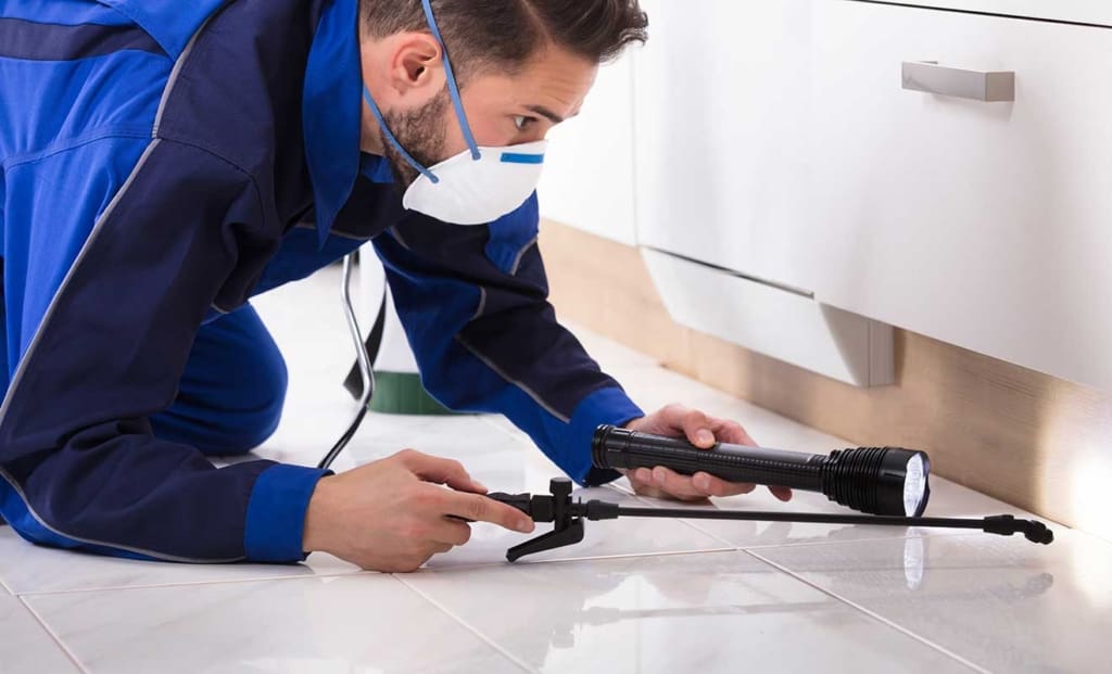The Ultimate Guide to Finding the Right Exterminator in the Jacksonville, Florida Area