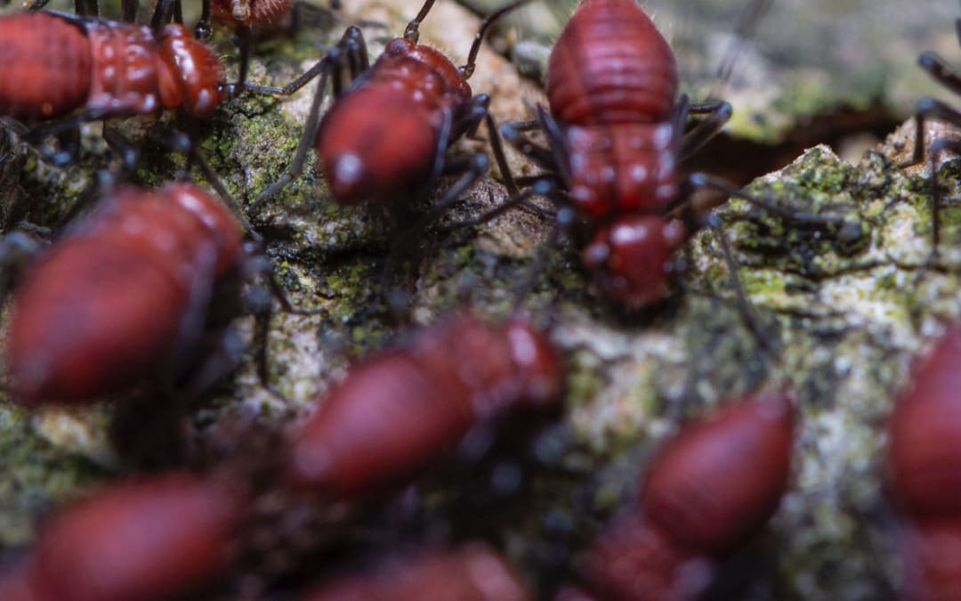 Unveiling the Swarming Season: Understanding the Phenomenon of Termites in Spring