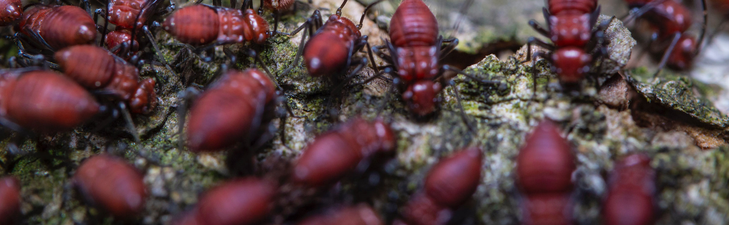 Unveiling the Swarming Season: Understanding the Phenomenon of Termites ...