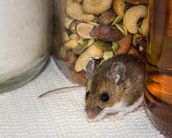 mouse in pantry