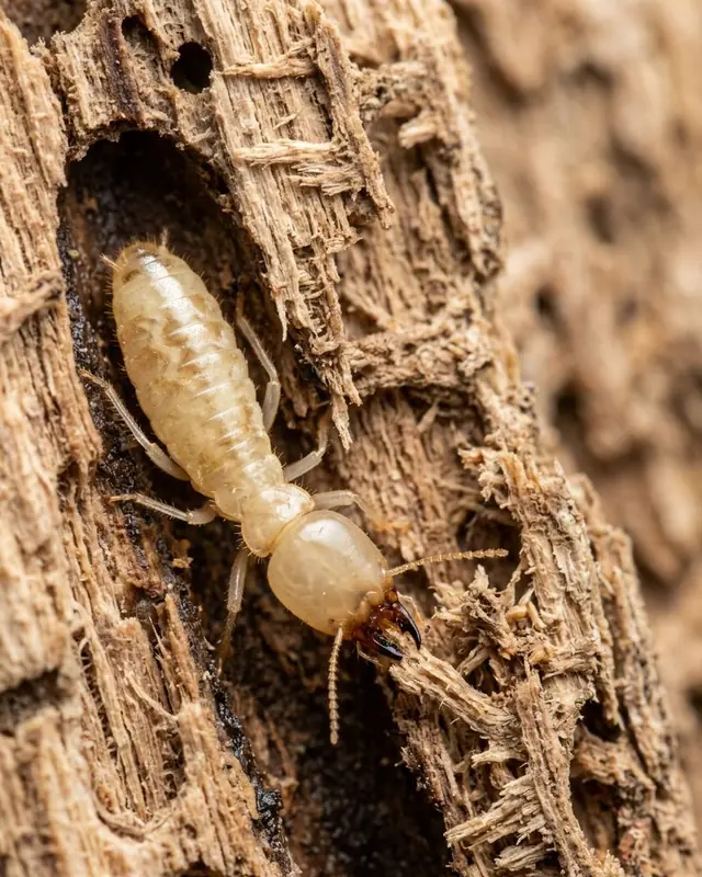 Termite inside a tunnel in damaged wood